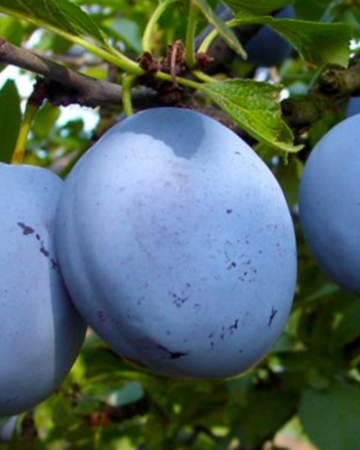 Pomi Fructiferi - Prun - Soi Cacanska Lepotica