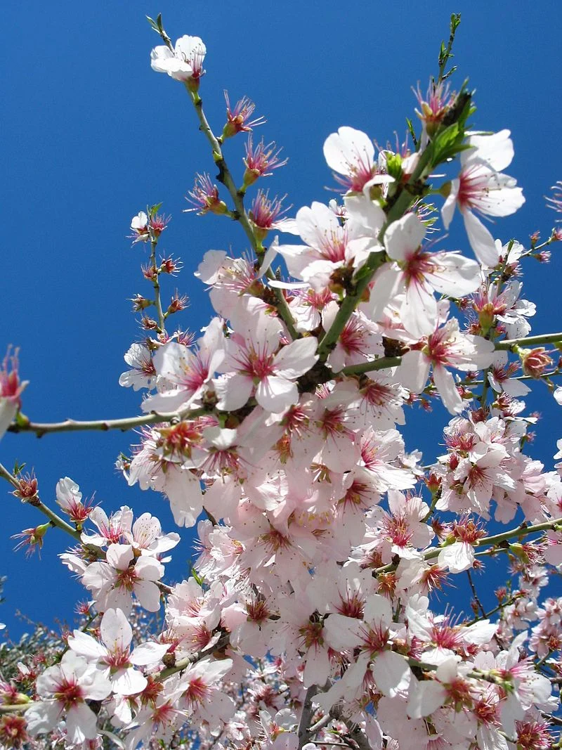 Arbusti - Prunus Amygdalus (Migdal Ornamental) - la Ghiveci