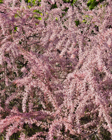 Tamarix [1]