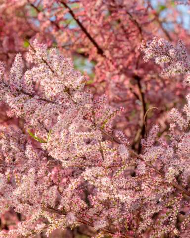 Tamarix [2]