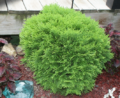 Conifere - Thuja occidentalis ‘Danica’ - Tuia occidentală ‘Danica’ 20 - 30 cm