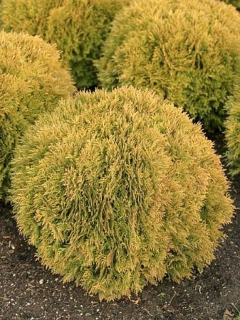 Conifere - Thuja occidentalis ‘Mirjam’ - Tuia occidentală ‘Mirjam’ 20 - 30 cm