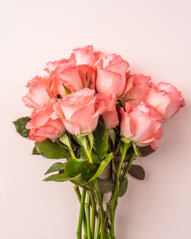 Trandafiri tufa - Trandafir Aqua Rose