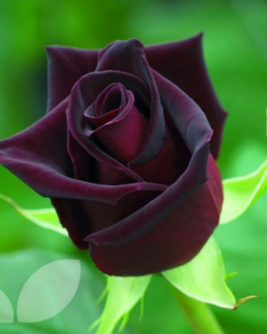 Trandafiri - Trandafir Black Baccara