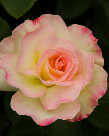 Trandafir Blush [1]