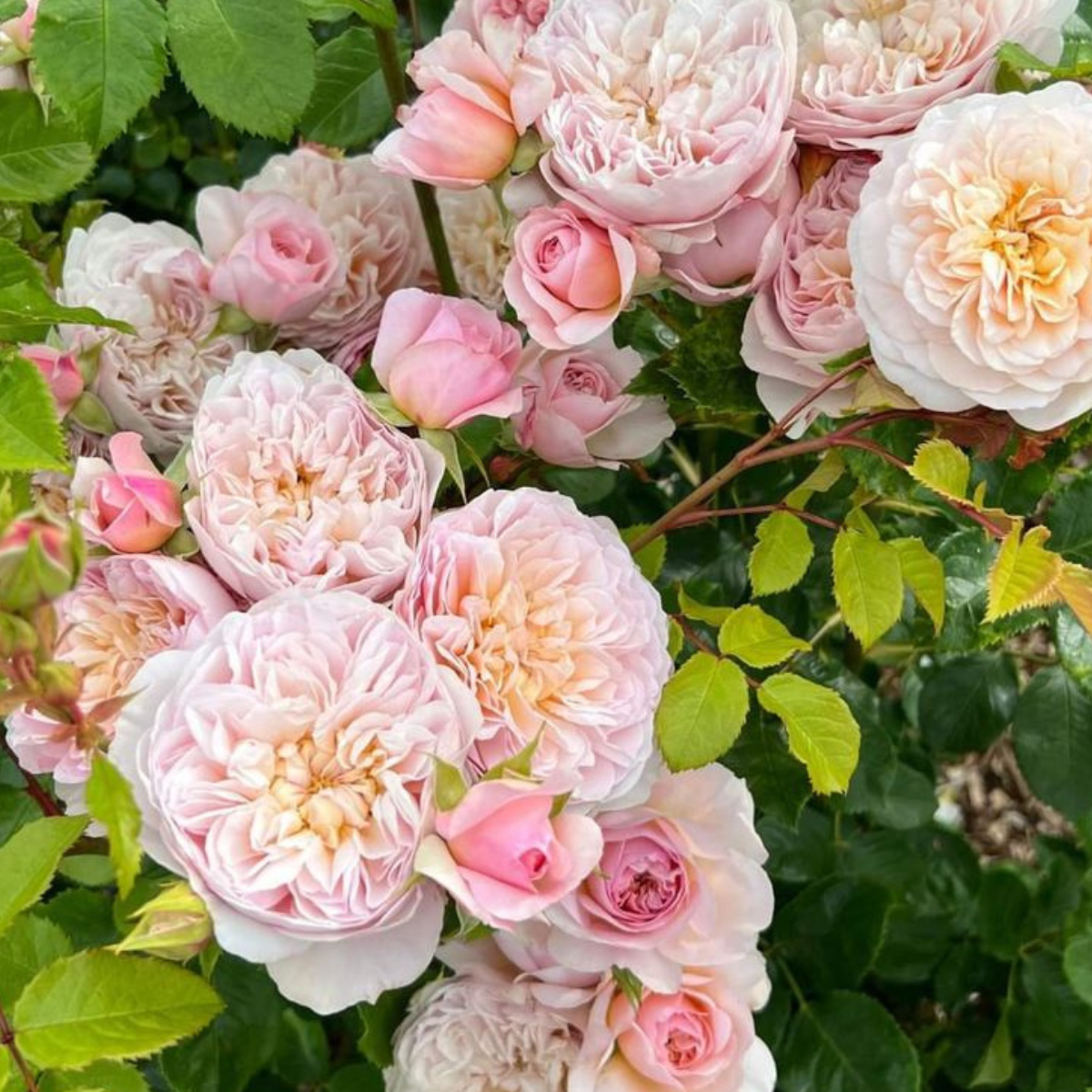 Trandafir Copac Emily Brontë [1]