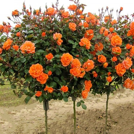 Trandafiri - Trandafir Copac Monica (Portocaliu)