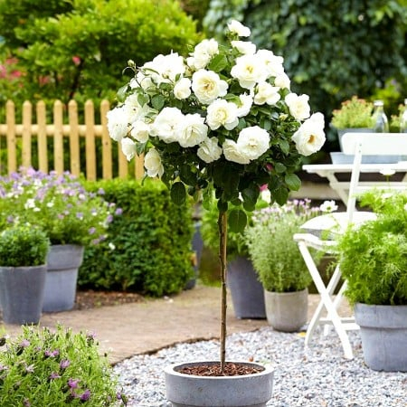 Trandafir Copac Rosa Pienna Alb [1]