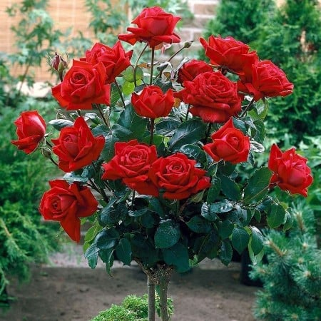 Trandafiri - Trandafir Copac – Rosa Pienna Roșu