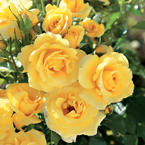 Trandafiri - Trandafir Copac Roze Pienna Galben