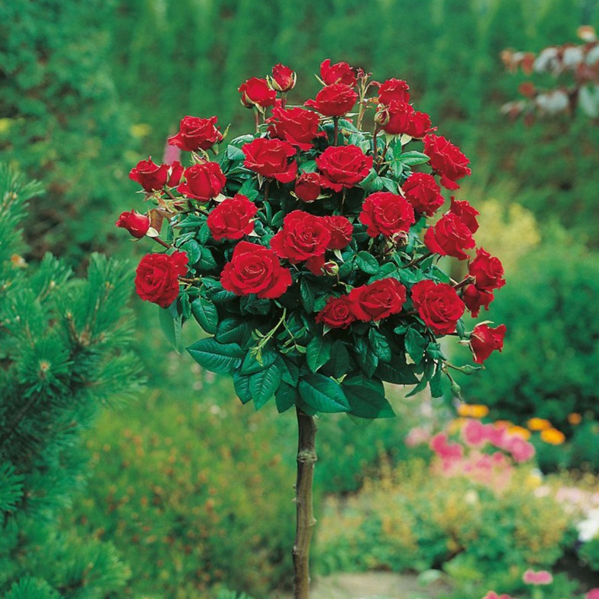 Trandafiri - Trandafir Copac Roze Pienna Wielkoflora