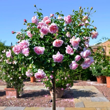 Trandafiri - Trandafir Copac Walztime Roz