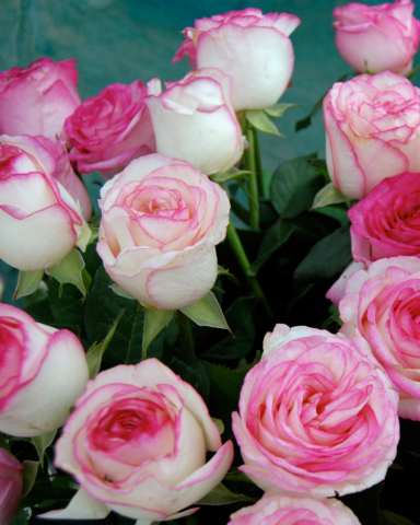 Trandafiri tufa - Trandafir Dolce Vita