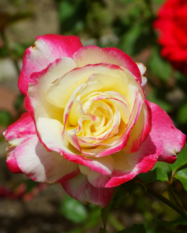 Trandafir Double Delight [1]