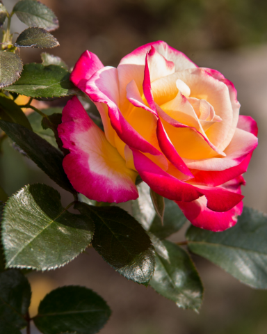 Trandafiri tufa - Trandafir Double Delight