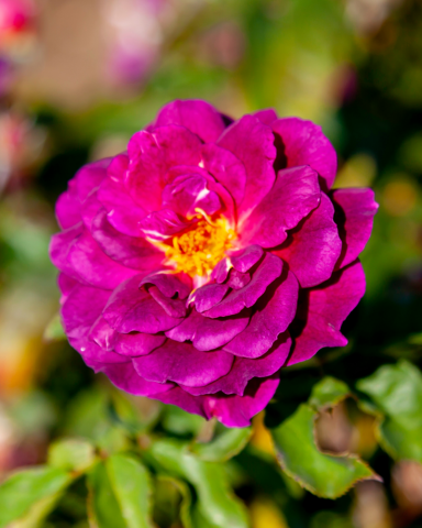 Trandafiri tufa - Trandafir Ebb Tide (Bush Rose)