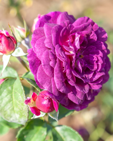Trandafir Ebb Tide (Bush Rose) [1]