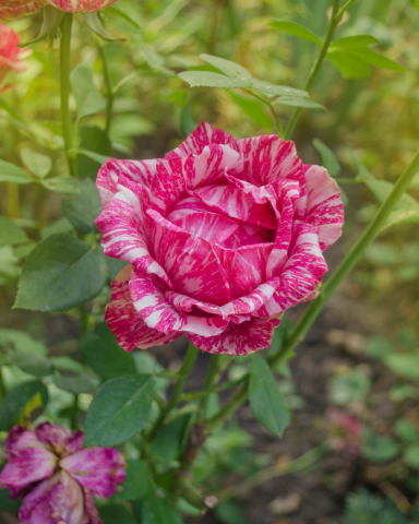 Trandafiri tufa - Trandafir Pink Intuition