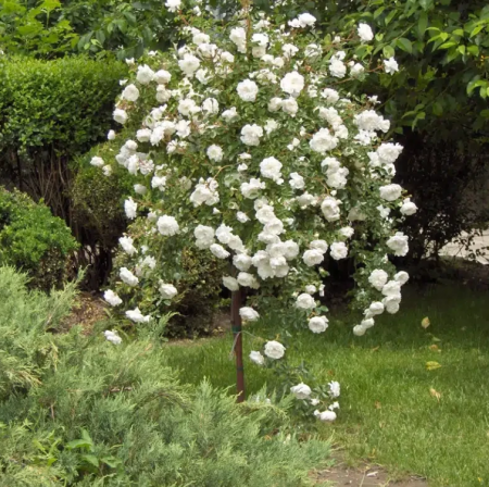 Trandafiri - Trandafir Pomișor Plângător Alb