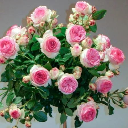 Trandafiri - Trandafir Pomișor Plângător Alb-Roz