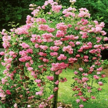 Trandafiri - Trandafir Pomișor Plângător Roz