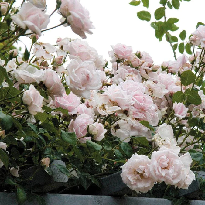 Trandafiri - Trandafir Pomișor Plângător Roz Pal