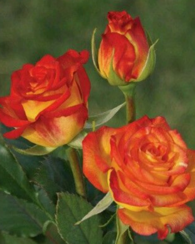 Trandafiri - Trandafir Red Gold