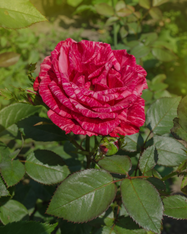 Trandafiri tufa - Trandafir Red Intuition