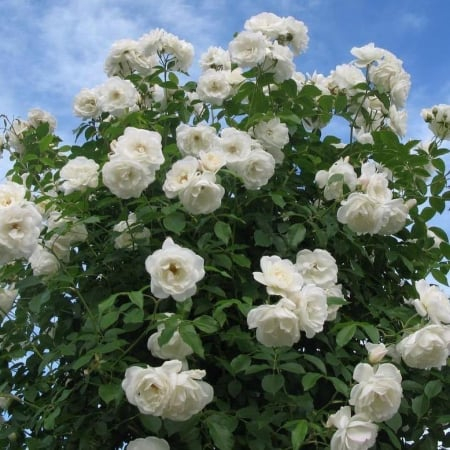 Trandafiri urcatori - Trandafir Urcator - Alba Maxima