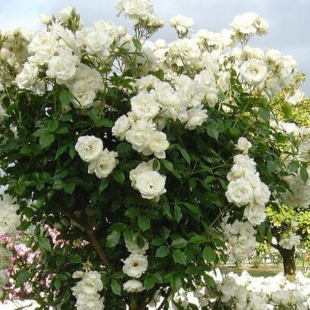 Trandafiri urcatori - Trandafir Urcator - Alba Maxima