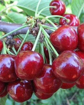 Pomi Fructiferi - Visin Crisana