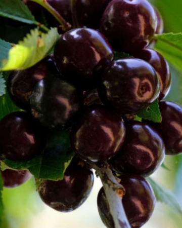 Pomi Fructiferi - Visin Morela Neagra