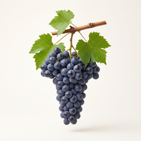 Vita de vie - Viță de Vie Apiren (Aprine) Negru - viță de vie pentru masă