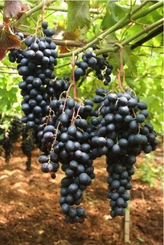 Viță de Vie Apiren (Aprine) Negru - viță de vie pentru masă [1]
