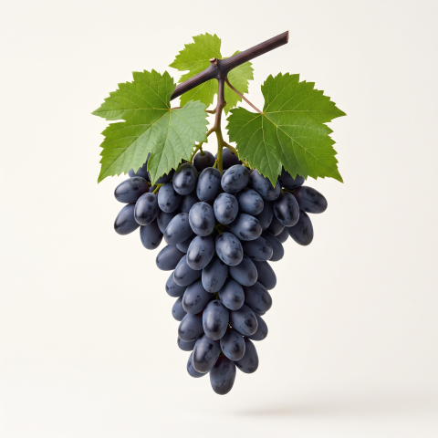 Vita de vie - Viță de Vie Codreanca - viță de vie pentru vin