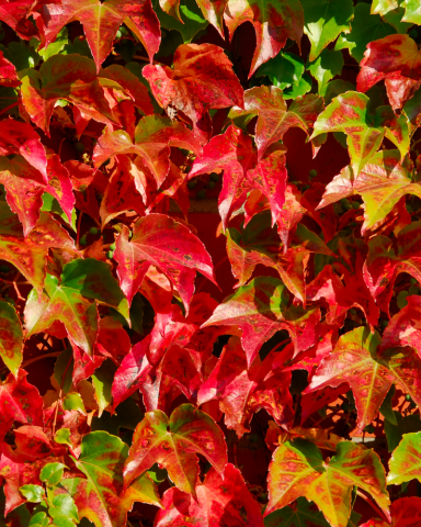 Plante Urcatoare - VITA DE VIE ORNAMENTALA - Parthenocissus Quinquefolia