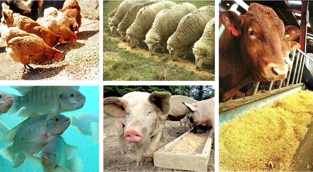 Beneficiile srotului de soia în hrana pentru animale: O alegere nutritivă și sustenabilă