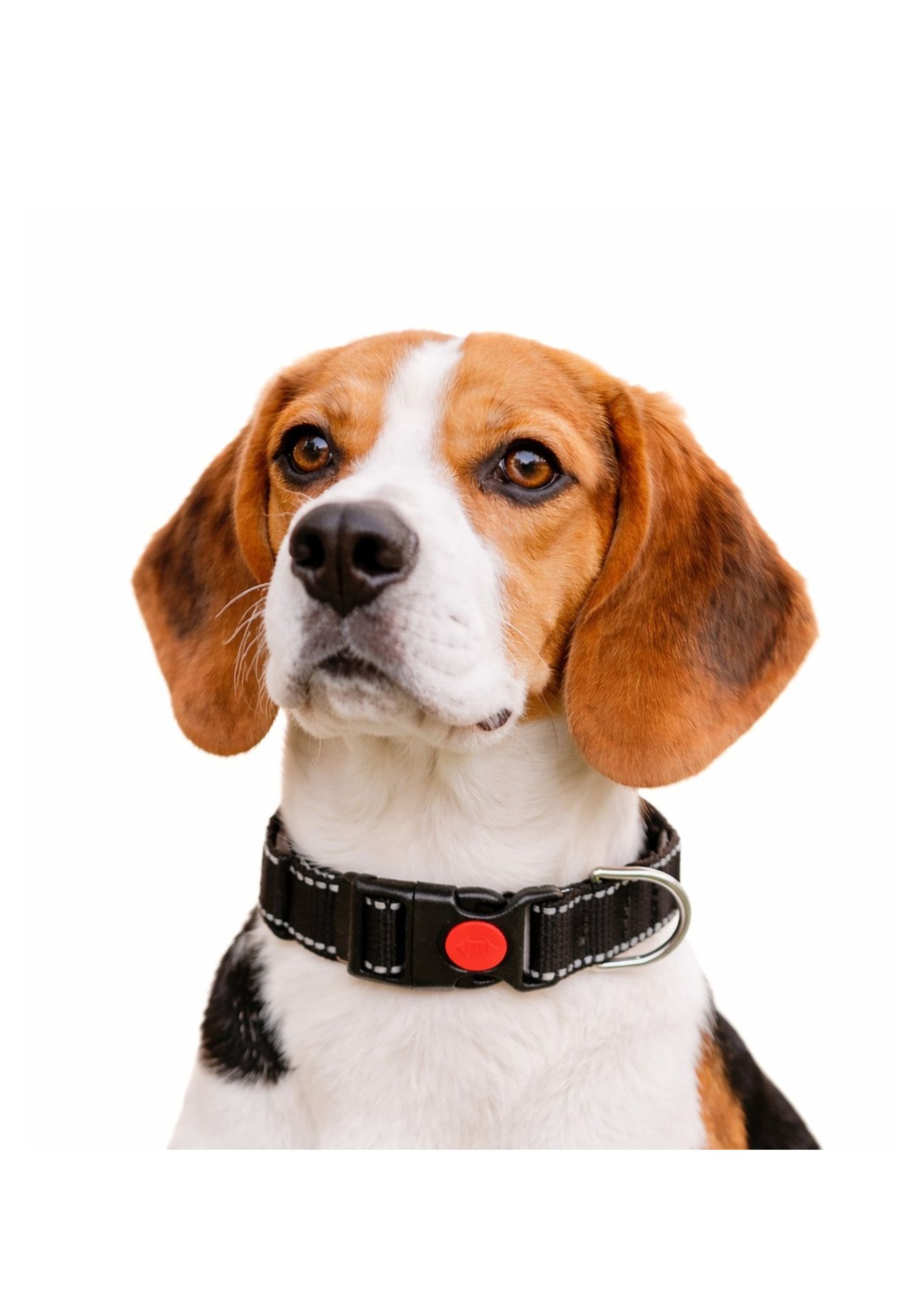 Colectia patru labute