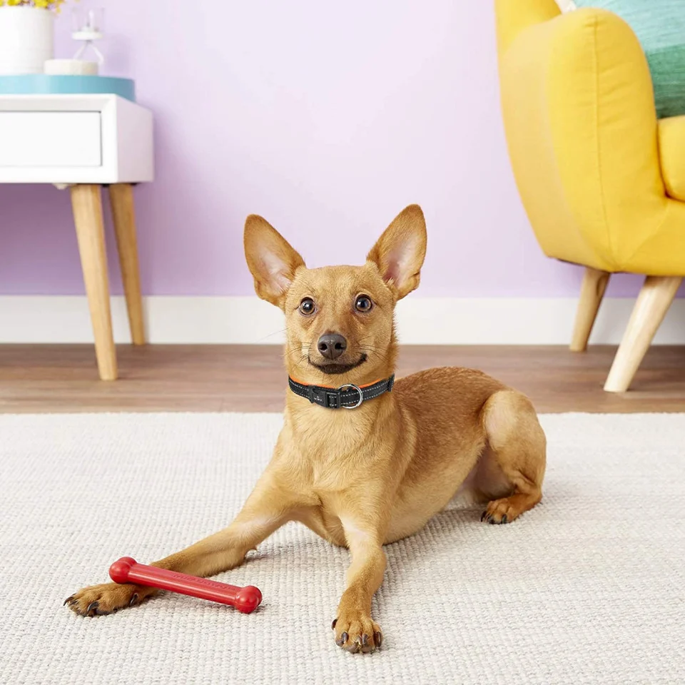 Curea reflectorizanta pentru caini, neopren, portocaliu [5]