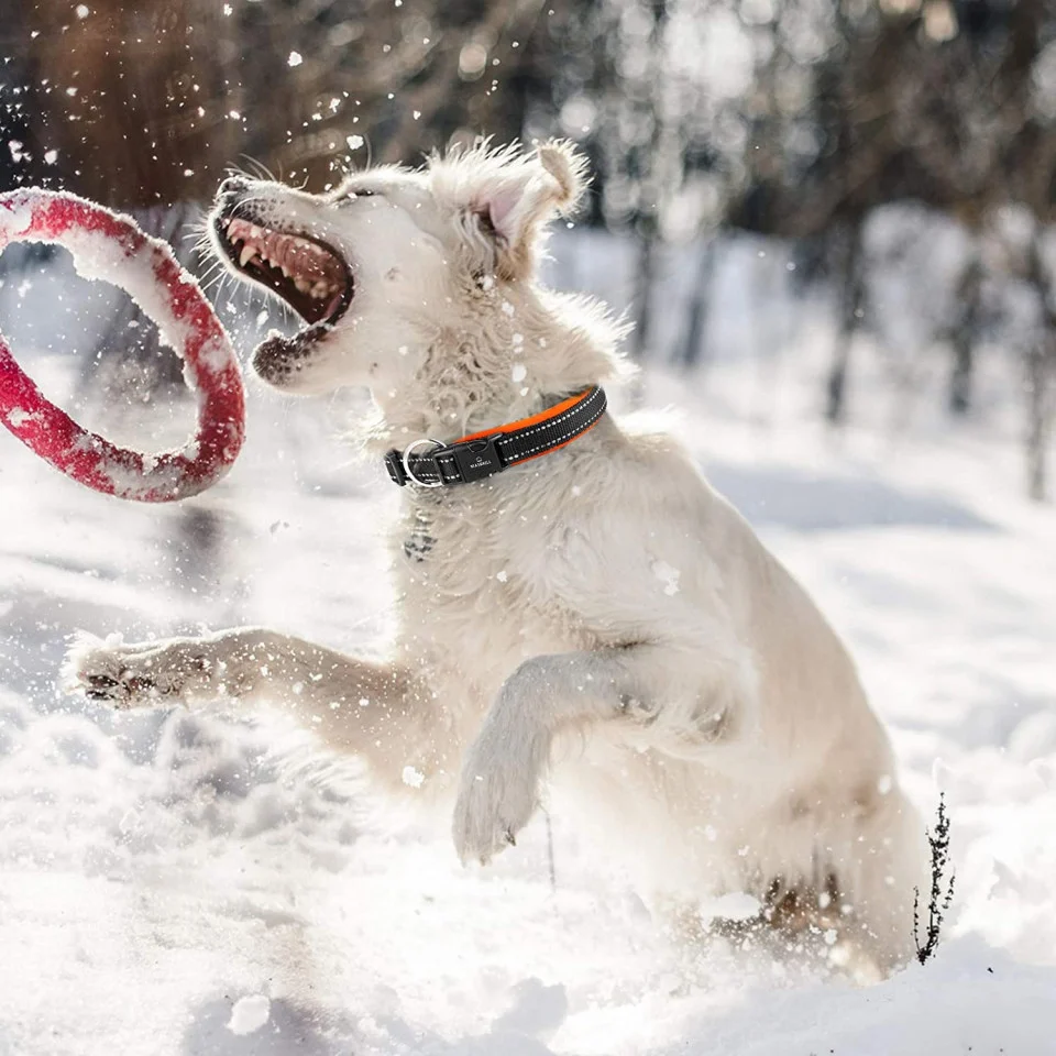 Curea reflectorizanta pentru caini, neopren, portocaliu [5]