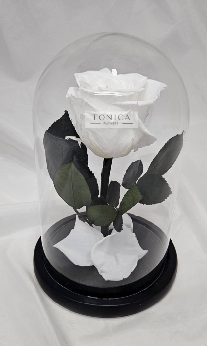 Trandafir cupola [3]
