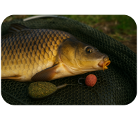 Pescuit la feeder