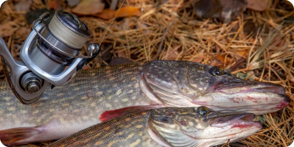 Pescuit la Spinning