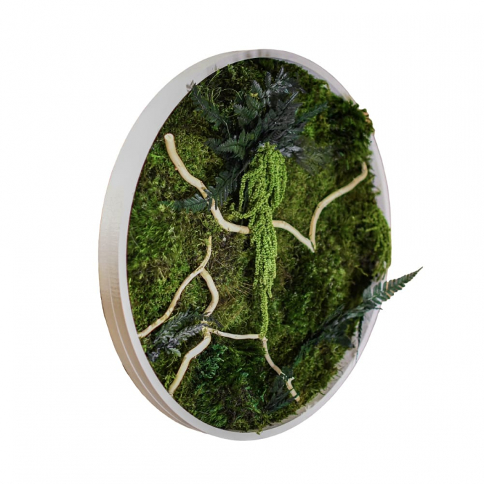 Tablou decorativ muschi și plante ornamentale [2]