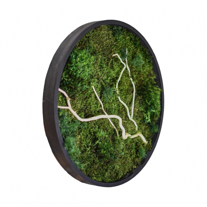 Tablou decorativ muschi și plante ornamentale [2]