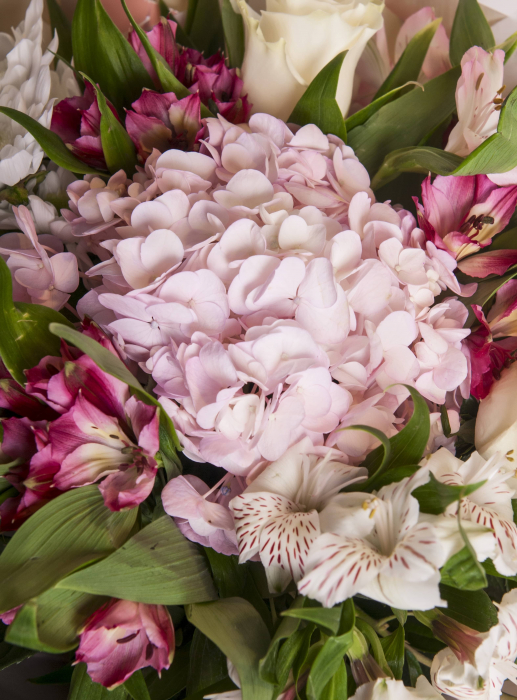 buchet hortensiaq pink 2 [3]