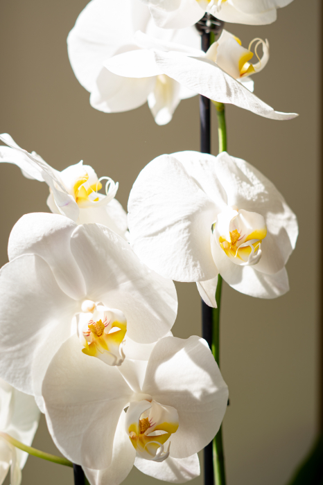 Orhidee Phalaenopsis în ghiveci [3]