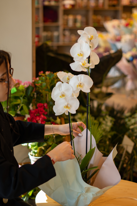 Orhidee Phalaenopsis în ghiveci [1]