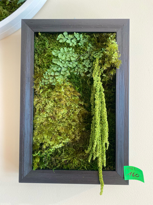 Tablou decorativ muschi și plante ornamentale [2]