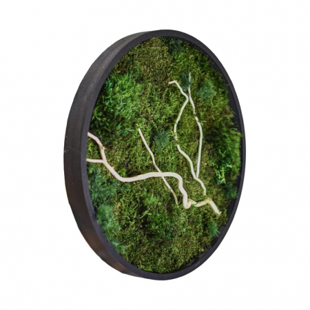 Tablou decorativ muschi și plante ornamentale [1]